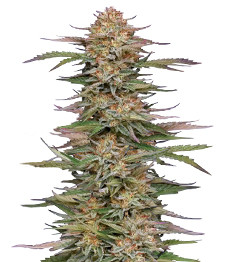 Купить сорт Orange Creampop от Humboldt Seed Company Orange Creampop fem (Humboldt Seed Company)