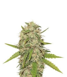 Купить семена конопли сорта Skunk XL fem от Royal Queen Seeds Skunk XL fem (RQS)