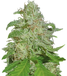 Купить семена конопли сорта Sweet Black Angel fem от Samsara Seeds Sweet Black Angel fem (Samsara Seeds)