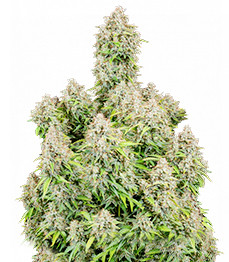 Купить сорт Original Cinderella Auto от FastBuds Original Cinderella Auto fem (FastBuds)