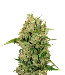 Купить семена конопли сорта Triple Cheese fem (Barney's Farm) Triple Cheese fem (Barney's Farm)