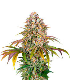 Купить семена конопли сорта Lemon Tree от Barney's Farm Lemon Tree fem (Barney's Farm)