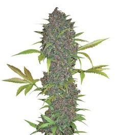 Купить семена конопли сорта LSD-25 Auto fem от FastBuds LSD-25 Auto fem (FastBuds)