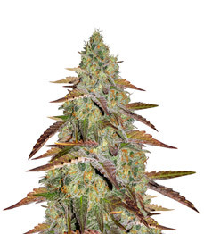 Купить сорт Grandaddy Purple fem Grandaddy Purple fem (Blimburn Seeds)