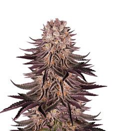 Купить семена конопли сорта Mimosa X Orange Punch fem от Barney's Farm Mimosa X Orange Punch fem (Barney's Farm)