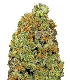 Купить семена конопли сорта Wipeout Express Auto fem от Heavyweight Seeds Wipeout Express Auto fem (Heavyweight Seeds)