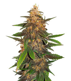 Купить семена конопли сорта Blackberry Moonrocks Auto fem от AlphaFem Seeds Blackberry Moonrocks Auto fem (AlphaFem Seeds)