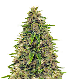 Купить семена конопли сорта Totally Alpha OG fem от AlphaFem Seeds Totally Alpha OG fem (AlphaFem Seeds)