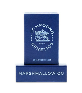 Купить сорт Marshmallow OG от Compound Genetics Marshmallow OG fem (Compound Genetics)