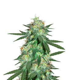 Купить семена конопли сорта Bruce Banner Auto от Cali Buds Seeds Bruce Banner Auto fem (Cali Buds Seeds)