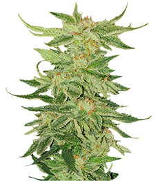 Купить семена конопли сорта Mimosa Evo fem от Barneys Farm Mimosa Evo fem (Barney's Farm)