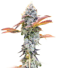 Купить семена конопли сорта Bay Burger fem (Delicious Seeds) Bay Burger fem (Delicious Seeds)