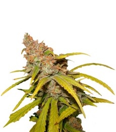 Купить семена конопли сорта Pineapple Chunk fem (Barney's Farm) Pineapple Chunk fem (Barney's Farm)