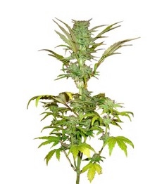 Купить семена конопли сорта Short Rider Automatic от Nirvana Seeds Short Rider Automatic fem (Nirvana Seeds)
