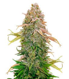 Купить семена конопли сорта Runtz от Barney's Farm Runtz fem (Barney's Farm)