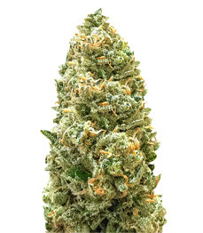 Купить семена конопли сорта Bruce Banner Auto от Monster Genetics Bruce Banner Auto fem (Monster Genetics)