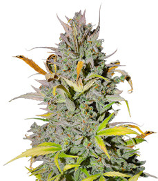 Купить семена конопли сорта Crystal WW Autoflower fem от Easy Grow Seeds Crystal WW Autoflower fem (Easy Grow Seeds)