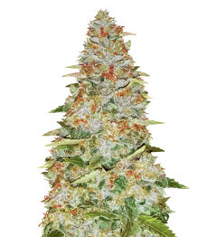 Купить сорт Gorilla Glue от Monster Genetics Gorilla Glue fem (Monster Genetics)