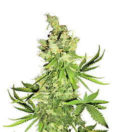 Купить семена конопли сорта Lemon OG fem от AlphaFem Seeds Lemon OG fem (AlphaFem Seeds)