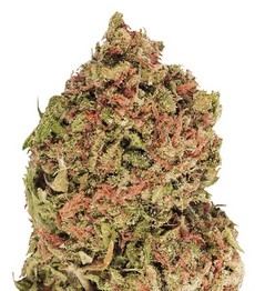 Купить семена конопли сорта Dream Machine от Heavyweight Seeds Dream Machine fem (Heavyweight Seeds)