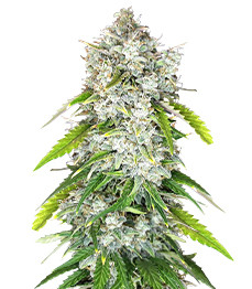 Купить семена конопли сорта Papaya Cookies Auto fem (FastBuds) Papaya Cookies Auto fem (FastBuds)