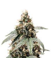 Купить семена конопли сорта Sweet ZZ fem (RQS) Sweet ZZ fem (Sweet Zkittlez) (RQS)