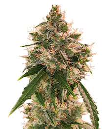 Купить семена конопли сорта Wedding Cake Autoflower fem от Easy Grow Seeds Wedding Cake Autoflower fem (Easy Grow Seeds)