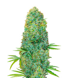 Купить семена конопли сорта Amnesia Haze fem от Victory Seeds Amnesia Haze fem (Victory Seeds)