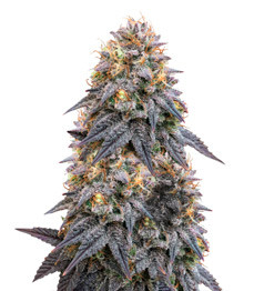 Купить семена конопли сорта Biscotti Mintz fem от Barney's Farm Biscotti Mintz fem (Barney's Farm)