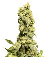 Купить семена конопли сорта Bruce Banner #3 fem от Herbies Seeds Bruce Banner #3 fem (Herbies Seeds)