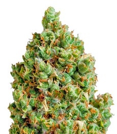 Купить семена конопли сорта Critical Kush fem от Barney's Farm Critical Kush fem (Barney's Farm)