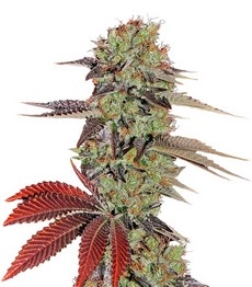 Купить семена конопли сорта King’s Kush Auto от GHS King’s Kush Auto fem (GHS)