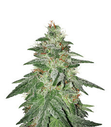 Купить семена конопли сорта Bruce Banner #3 fem от Original Sensible Seeds Bruce Banner #3 fem (Original Sensible Seeds)