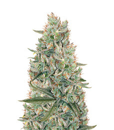 Купить семена конопли сорта Gelato Auto fem (FastBuds) Gelato Auto fem (FastBuds)