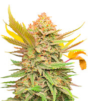 Купить семена сорта Grandmommy Purple fem от Herbies Seeds Grandmommy Purple fem (Herbies Seeds)