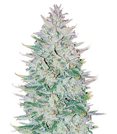 Купить сорт Original Auto OG Kush от FastBuds Original Auto OG Kush fem (FastBuds)