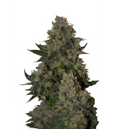 Купить семена конопли сорта Tutankhamon fem от Pyramid Seeds Tutankhamon fem (Pyramid Seeds)