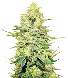 Купить семена конопли сорта Royal Gorilla fem от Royal Queen Seeds Royal Gorilla fem (RQS)