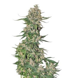 Купить семена конопли сорта Crystal METH Auto fem (FastBuds) Crystal METH Auto fem (FastBuds)