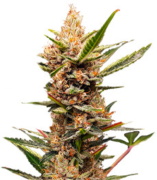 Купить сорт Tropicana Cookies FF от FastBuds Tropicana Cookies FF fem (FastBuds)