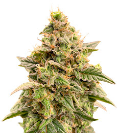 Купить семена конопли сорта Monster Gelato Auto от Monster Genetics Monster Gelato Auto fem (Monster Genetics)