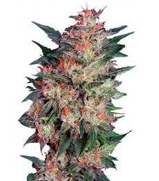 Купить семена конопли сорта White Widow fem (Dutch Passion) White Widow fem (Dutch Passion)