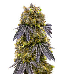 La Calma Autoflower fem (Easy Grow Seeds)
