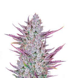 Купить семена конопли сорта Wedding Glue Auto fem (FastBuds) Wedding Glue Auto fem (FastBuds)