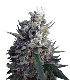 Купить сорт Eleven Roses fem от Delicious Seeds Eleven Roses fem (Delicious Seeds)