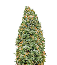 Купить семена конопли сорта Bruce Banner от Monster Genetics Bruce Banner fem (Monster Genetics)