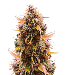 Купить семена конопли сорта Mandarin Thuggee Auto fem от AlphaFem Seeds Mandarin Thuggee Auto fem (AlphaFem Seeds)