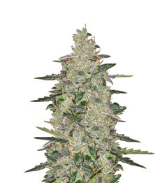 Купить семена конопли сорта Auto Anesthesia fem от Pyramid Seeds Auto Anesthesia fem (Pyramid Seeds)