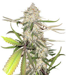 Купить семена конопли сорта Blackberry Moonrocks fem от AlphaFem Seeds Blackberry Moonrocks fem (AlphaFem Seeds)