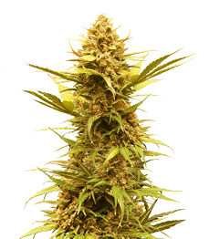 Купить семена конопли сорта Critical XXL Auto fem от Herbies Seeds Critical XXL Auto fem (Herbies Seeds)